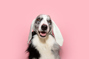 Funny happy easter border collie dog smiling with happy expression face. Isolated on pink pastel background