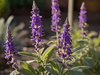 Dan Shen (Salvia miltiorrhiza) in the garden