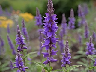 Dan Shen (Salvia miltiorrhiza) in the garden