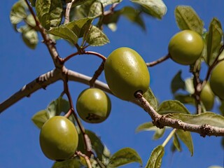 Ziziphus (Ziziphus jujuba) in the garden