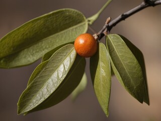 Ziziphus (Ziziphus jujuba) in the garden