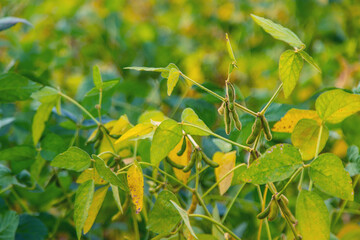 soybean grows on the field. Selective focus.