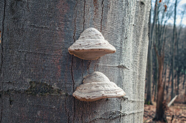 Mulberry mushrooms on a tree trunk in forest. Parasitic fungi on a tree