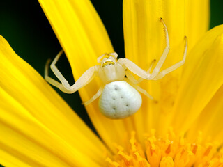 Macro of white crab spider (Misumena vatia) on yellow daisy flower seen from above