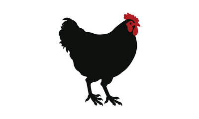 Fototapeta premium chicken silhouette