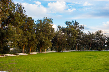 Large eucalyptus trees and a white picket fence line a grass polo field