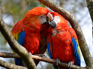 Closeup of two portrait of scarlet macaws (Ara macao) kissing on branch