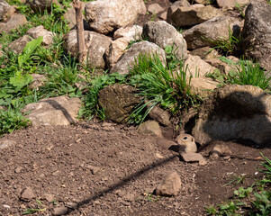 The ground squirrel or common ground squirrel is a field rodent living in central and south-eastern Europe as well as in the territory of Slovakia in the area of ​​the Muránská Planina.