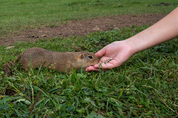 The ground squirrel or common ground squirrel is a field rodent living in central and south-eastern...