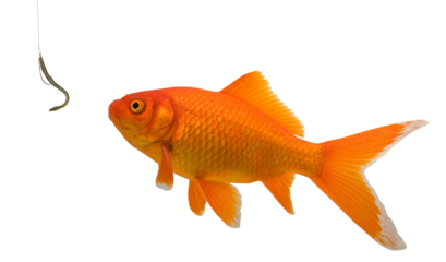 Goldfish ready to eat a rubber worm dangled in the water by a criminal phishing for a financial victim.