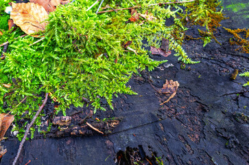 Green moss on a blackened stump in forest