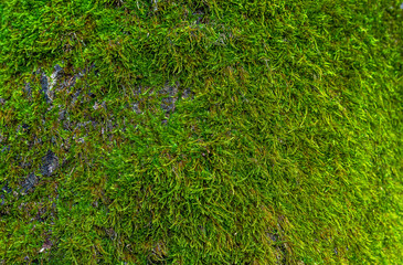 Green moss background in forest on tree trunk