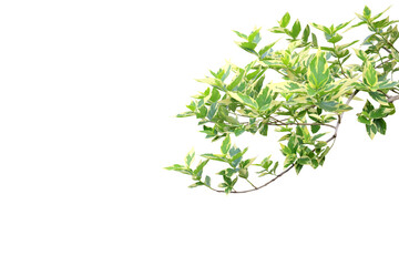 Image of a branch with beautiful leaves of a tree isolated on a png file with a transparent background.