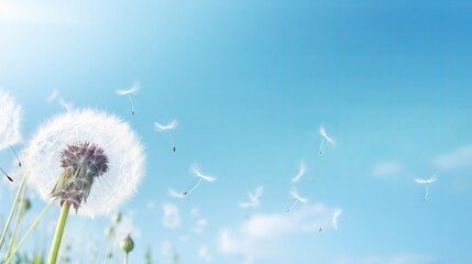 The Dandelion background.Abstract dandelion seeds over blue sky