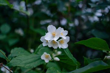 Close-up Beautiful blooming Philadelphus bush, growing in the garden with white flowers on the branch.