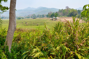 Pai countryside,northern Thailand with beautiful green rice fields,Mae Hong Son province.
