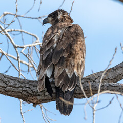 Bald Eagle, Juvenile, perched on tree