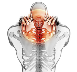 Neck painful - cervical spine skeleton x-ray, 3D illustration.