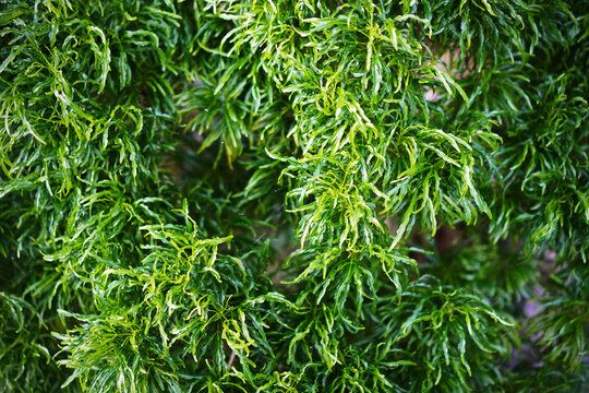 Green leaves background. Tropical foliage texture