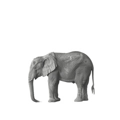 Obraz premium elephant isolated 
