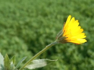 Flower of the calendula arvensis or flower of the Field marigold in the garden	