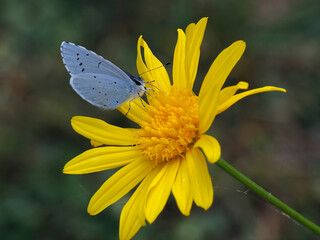 Holly blue butterfly (Celastrina argiolus) on yellow daisy and seen from profile