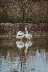 Pair of American White Pelicans 