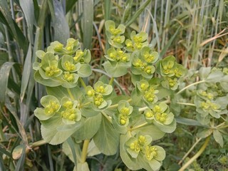 Euphorbia helioscopia plant or sun spurge plant or madwoman's milk plant