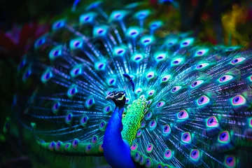 Foto auf Acrylglas Colorful Mystique of peacocks in Aurora Spectacle, Fantastical Scenes of natural beauty © weerasak
