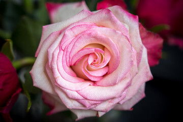 Beautiful pink rose close up