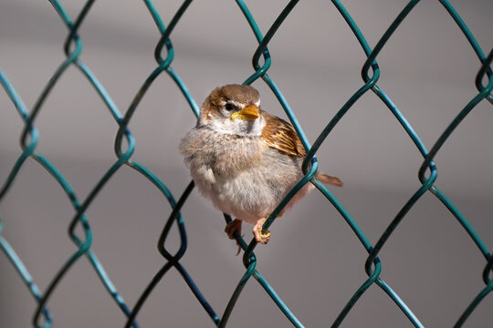 Weidensperling (Passer hispaniolensis) Weibchen sitzt in einem grünen Maschendrahtzaun in Fuerteventura