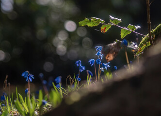 Frühling, Februar Blütezeit Sibirische Blausterne (Scilla siberica), Gegenlicht - obrazy, fototapety, plakaty