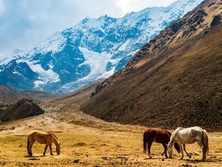 Stunning view of the trail leading to Humantay lake with snow-capped Andes mountain in background and horses grazing the grass in foreground, Cusco region, Peru
- 746702403