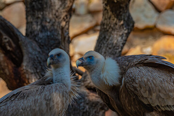 portrait of a vulture close up	