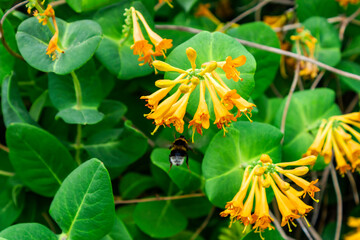 Golden trumpet honeysuckle flowers bunch. Bumblebee taking nectar from tubular flower. Floral...