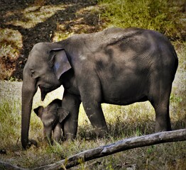 Mother elephant with calf, Muthumalai Tiger Reserve, Tamilnadu, TN, India