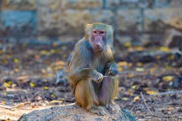 baboon sitting on the ground