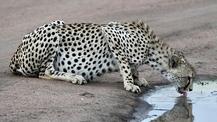 Gepard bewegt sich sehr elegant und sieht beim Trinken sein Spiegelbild