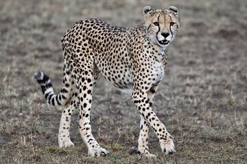 Gepard bewegt sich sehr elegant und sieht beim Trinken sein Spiegelbild © Claudia