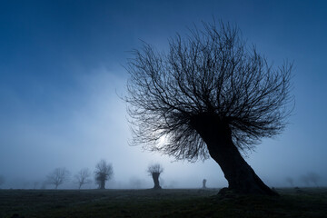 Dehesa de Fresnos (Fraxinus excelsior) pollards in the fog. Forest of the Blacksmith of San Lorenzo...