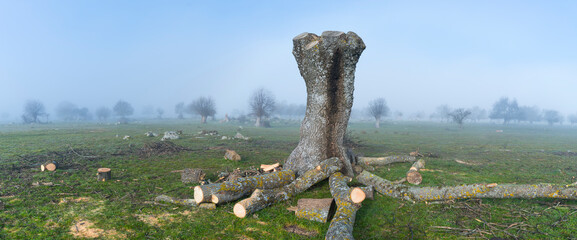 Dehesa de Fresnos (Fraxinus excelsior) pollards in the fog. Forest of the Blacksmith of San Lorenzo...