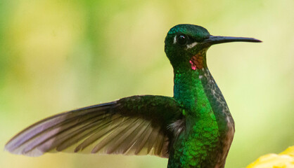 Pink-throated Brilliant in flight