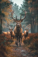Stag leading herd through forest, majestic leadership, strategic paths, soft blur woodland background.