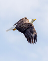 american bald eagle