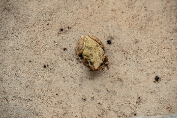 Scinax fuscovarius or snouted tree frog on the Caatinga in Brazil