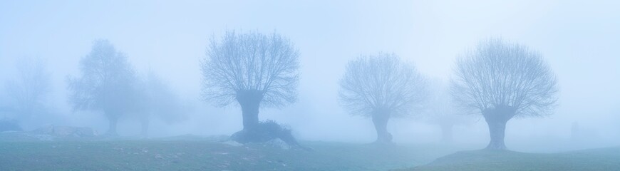 Dehesa de Fresnos (Fraxinus excelsior) pollards in the fog. Forest of the Blacksmith of San Lorenzo de El Escorial. Sierra de Guadarrama. Madrid's community. Spain. Europe - obrazy, fototapety, plakaty
