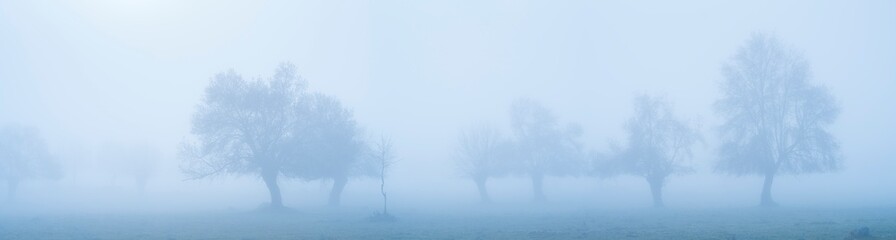 Obraz na płótnie Canvas Dehesa de Fresnos (Fraxinus excelsior) pollards in the fog. Forest of the Blacksmith of San Lorenzo de El Escorial. Sierra de Guadarrama. Madrid's community. Spain. Europe