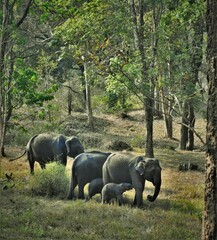 A herd of elephants in the Muthumalai tiger reserve, TN, India