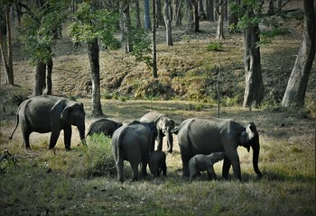 A herd of elephants