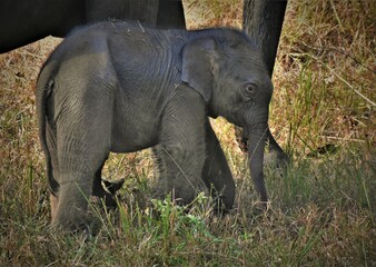 Elephant calf in the forest 